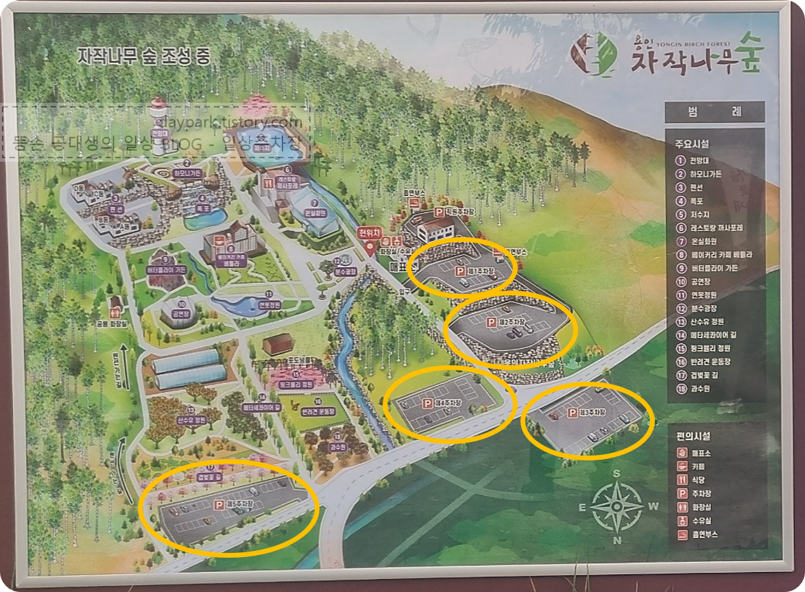 용인자작나무숲 주차장