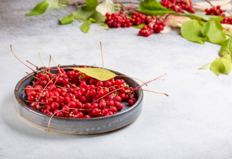 오미자 효능, 부작용, 수확시기 총정리 (2024ver)