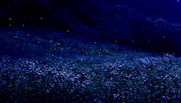 무주반딧불축제