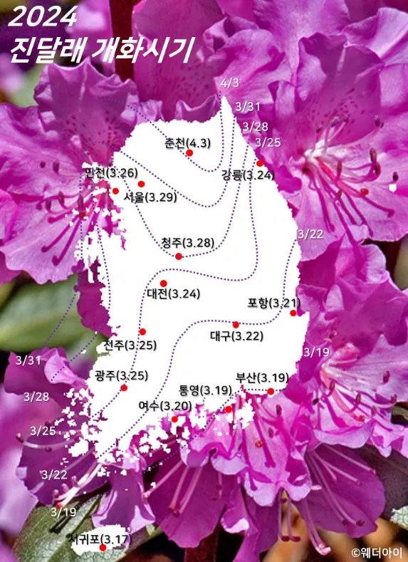 진달래 개화시기