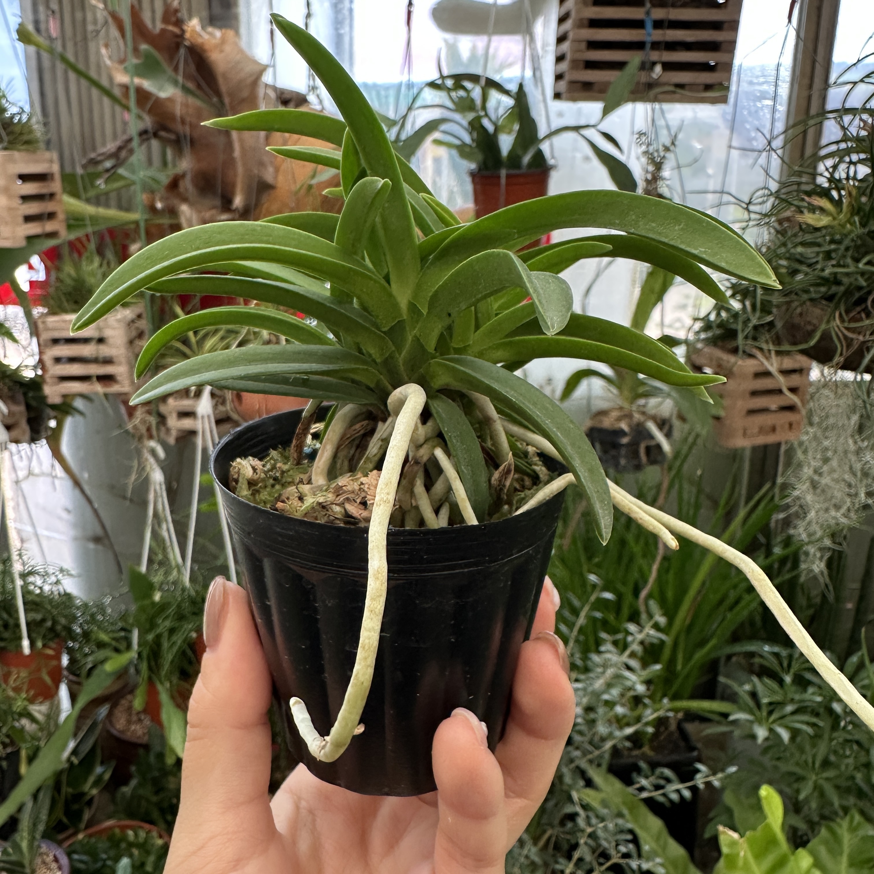 풍란 키우는 법