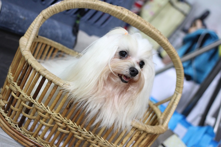 반려견 키우기 관련 사진