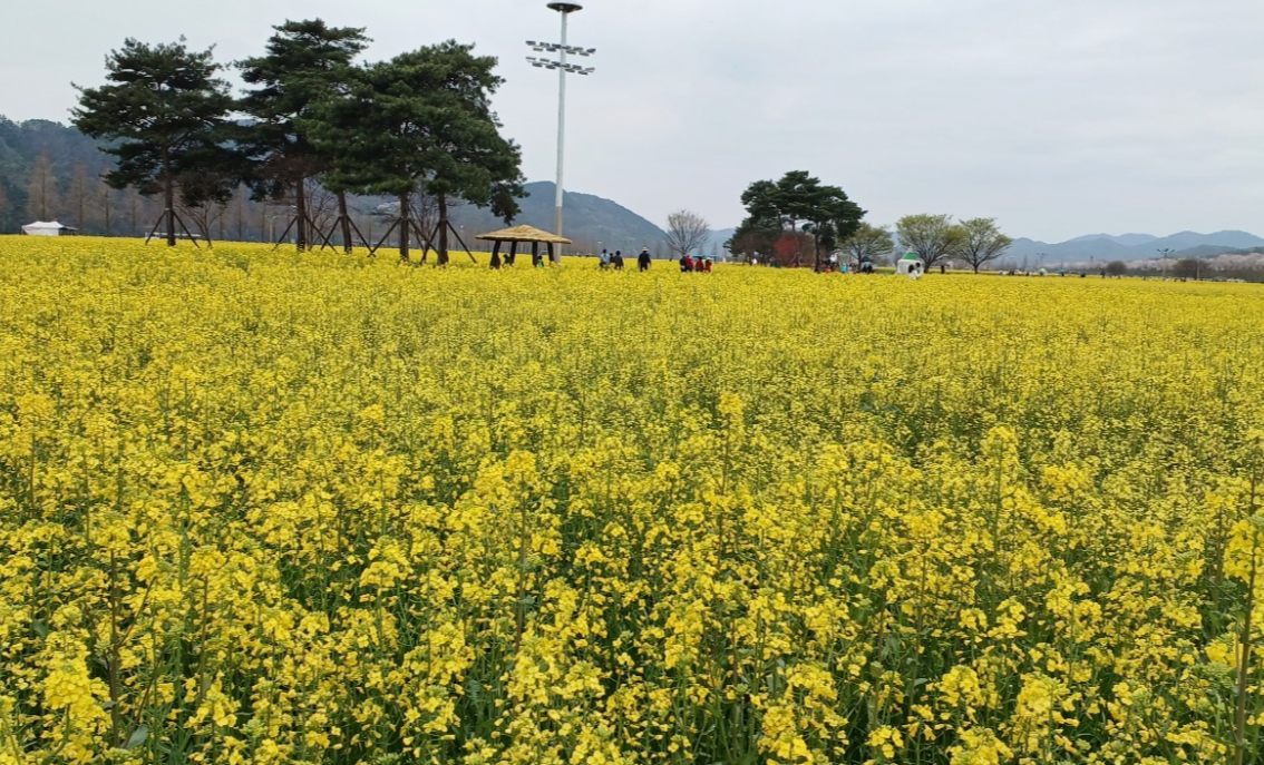 남지 유채밭