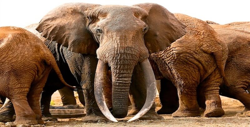 코끼리꿈 꿈해몽 태몽 길몽 흉몽 10가지 정리.두번째