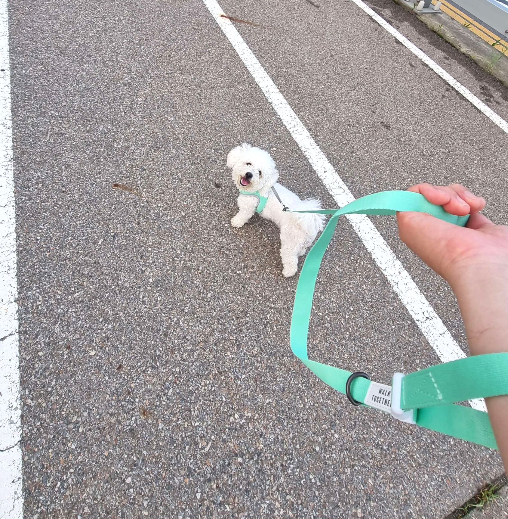 하네스를 적응한 강아지