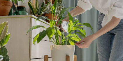 반려식물 공기정화법