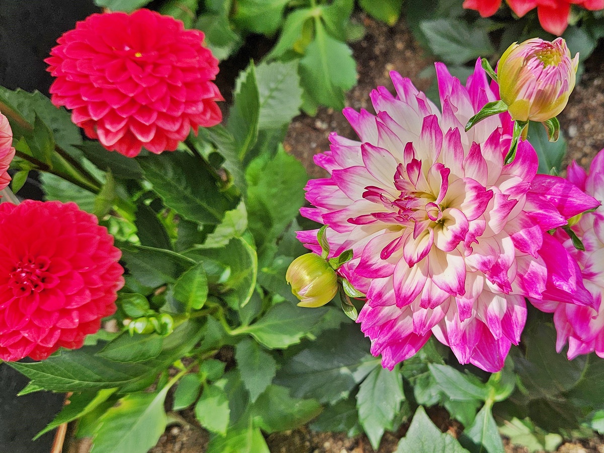 다알리아 Dahlia