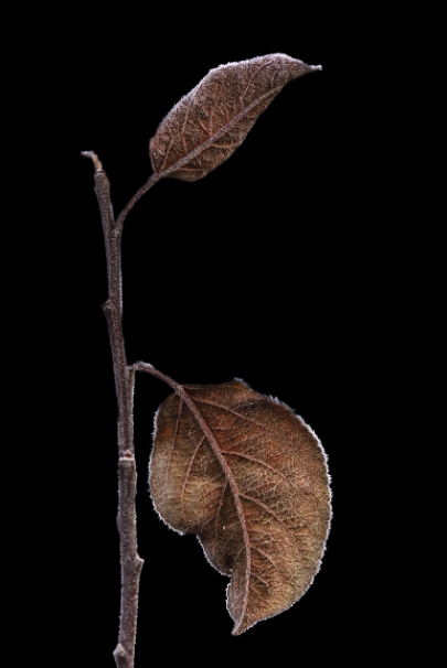 드라마 클라이맥스 명장면을 상징하는 시든 잎 일러스트, '시드느니 부서지겠다' 명대사 관련 감성 배경화면