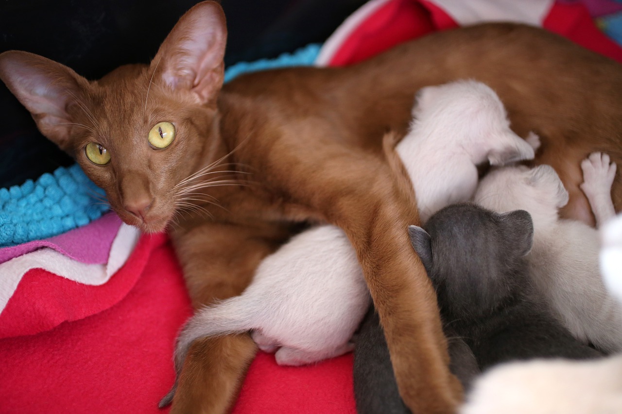 오리엔탈 숏헤어(Oriental Shorthair)5