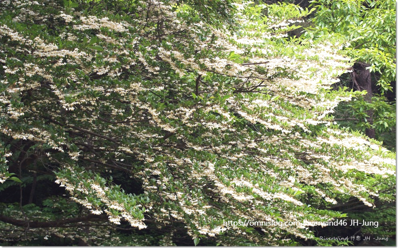 때죽나무,매마등 ,買麻藤),스노벨 트리 ,Snowbell tree. 꽃