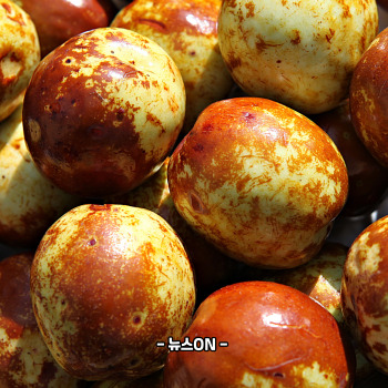 사과대추 보관법