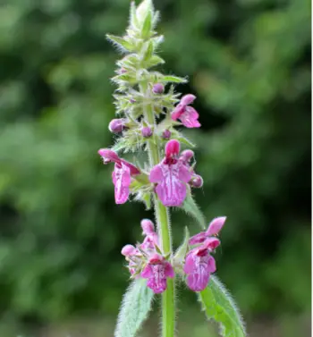 초석잠 효능과 영양성분, 주의점