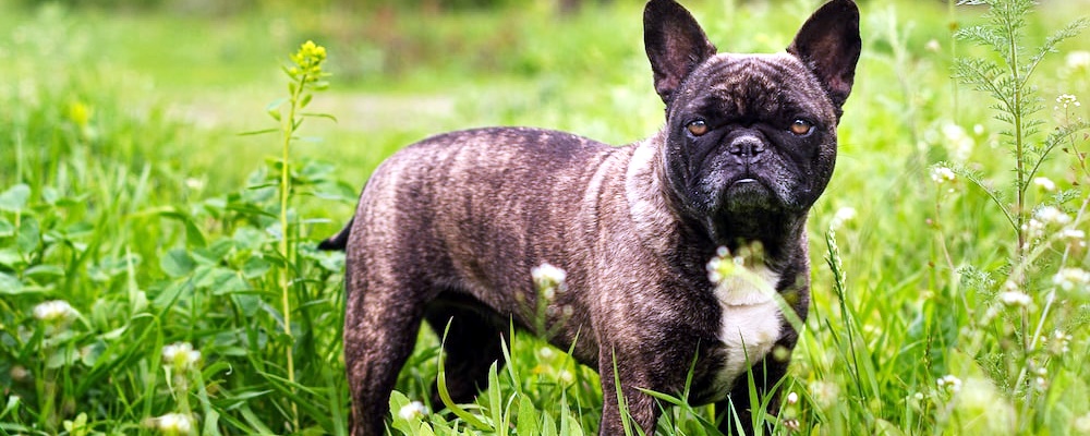 강아지 광견병 증상 8