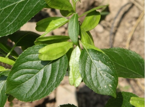 두충나무잎과-씨앗