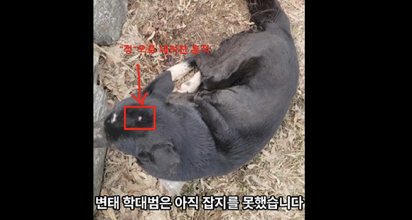 사람에게 심한 학대를 당한 개가 구조된 사연이 알려지면서 누리꾼들은 충격에 휩싸였다. 사진은 학대 당한 반려견 구조 당시 모습. [사진=유튜브 채널 '그남자의 멍한여행']