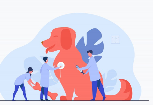 반려동물 보험 추천