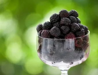 블랙라즈베리 재배 순 지르기 지지대 관리 겨울 보온_6