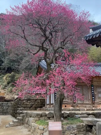 구례 가볼만한곳 베스트10 섬진강 벚꽃길 사성암 드라이브_7