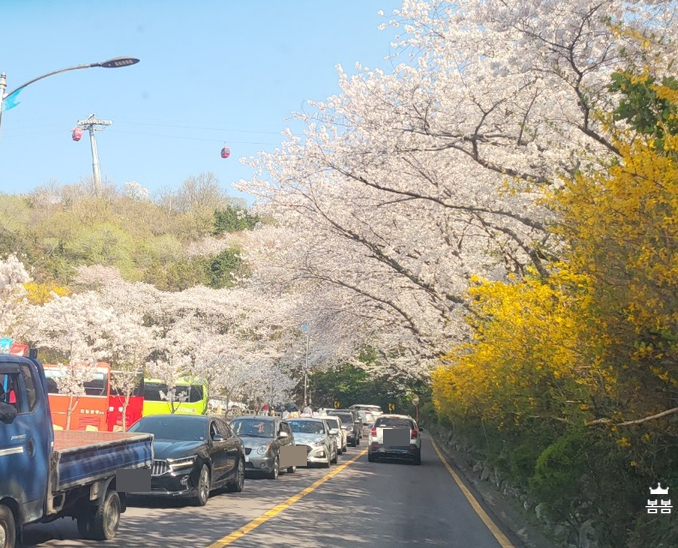 유달산봄꽃축제