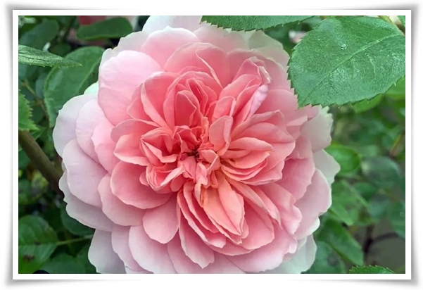 화초 "월계화" 봄부터 가을까지, 장미인 듯 장미 아닌 향기로운 꽃의 여왕!