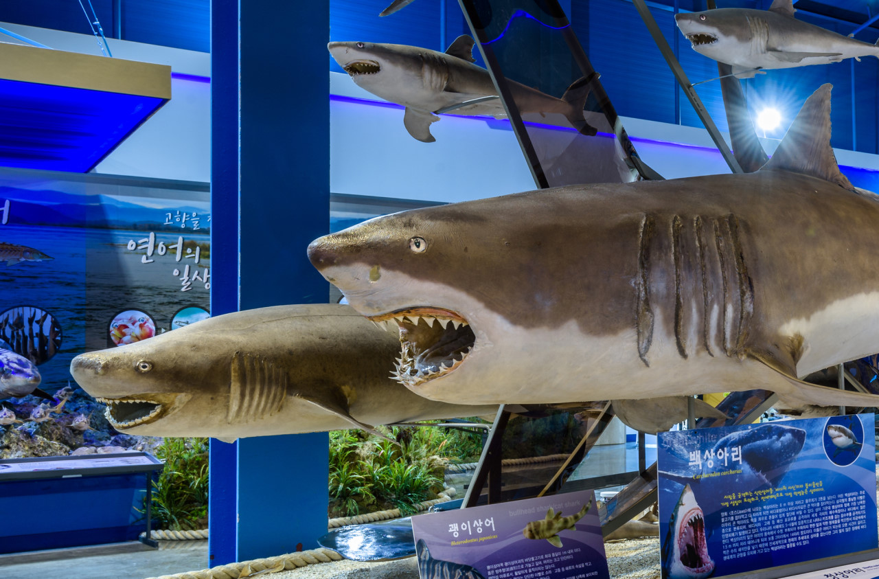 제주해양동물박물관 전시모습