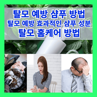 탈모 예방 샴푸 방법 탈모 예방 효과적인 샴푸 성분 탈모 홈케어 방법