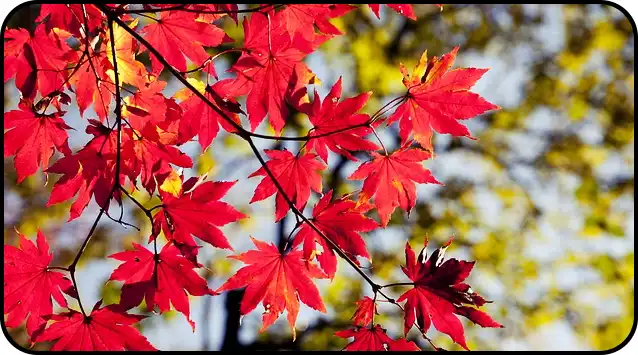 2024년 내장산 단풍절정시기