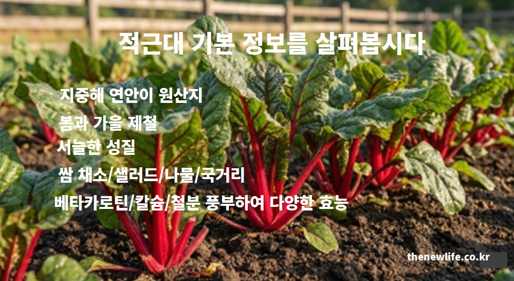 적근대 효능을 제대로 알기 위해 필요한 원산지, 제철, 성질 등 기본 정보 요약 이미지