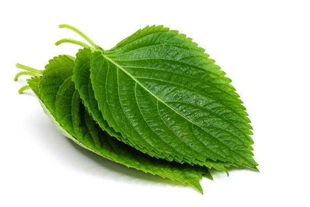 깻잎 효능 12가지와 부작용 및 하루 권장량 보관법 고르는 법