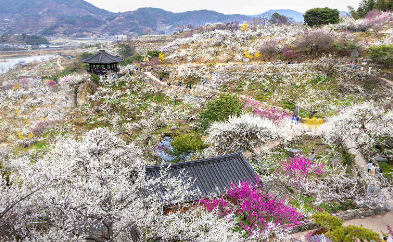 광양매화축제
