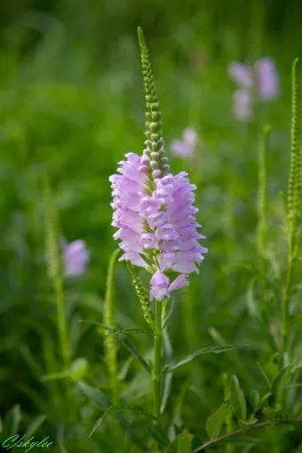 8월에 피는 꽃 이름 종류별 특징 정리 보기_2