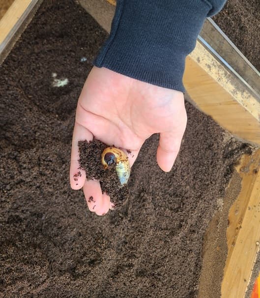 장수풍뎅이 애벌레 만지기