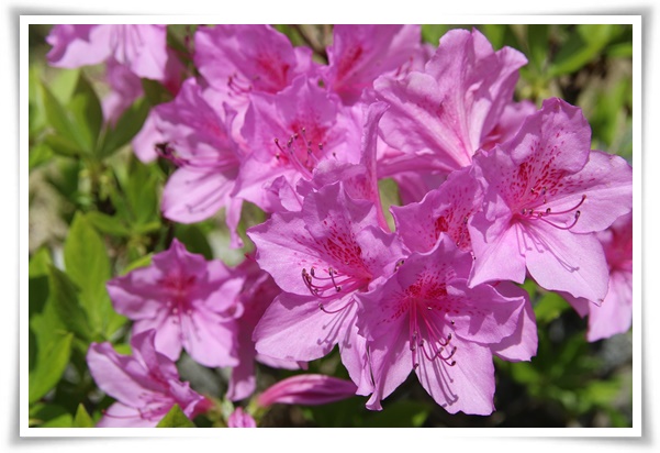 "진달래꽃" 나보기가 역겨워 가실 때에는 ... 봄을 알리는 분홍빛 향연!