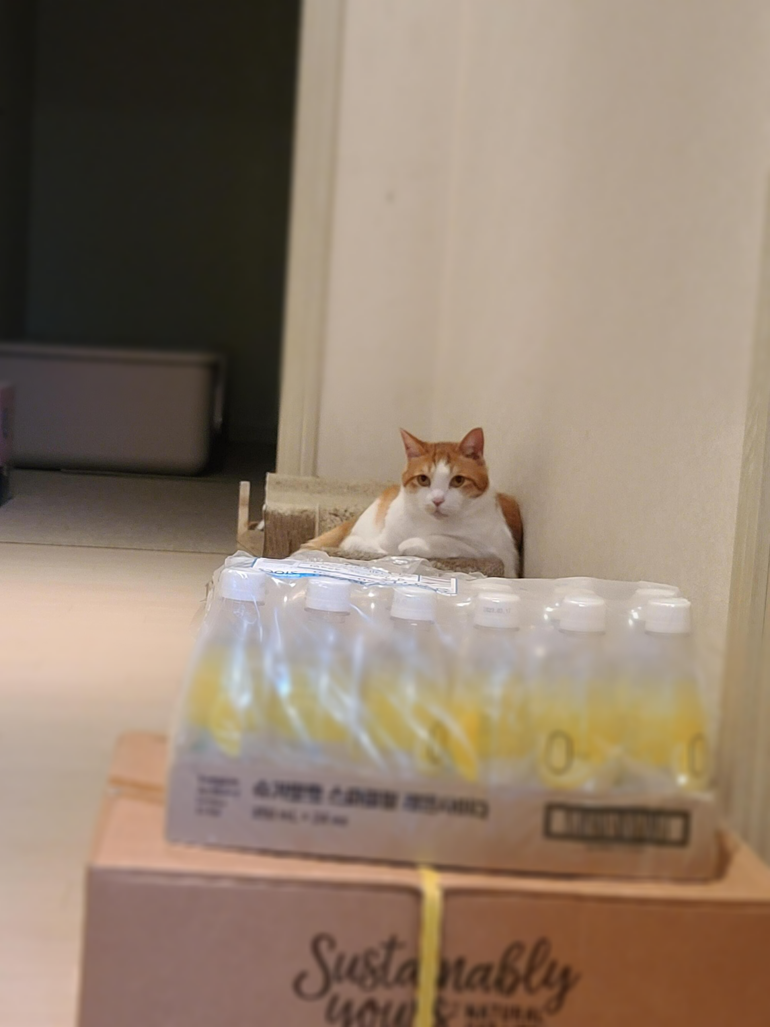 막둥이 삐용이의 요즘 근황.