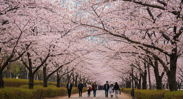 2025년 벚꽃 개화 시기 &amp; 명소 추천