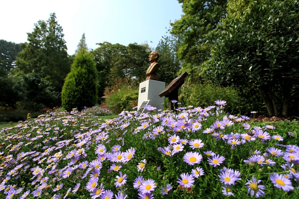 태안 천리포 수목원 수국