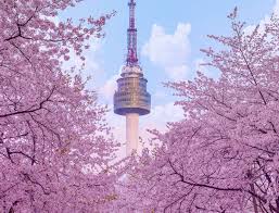 서울 벚꽃 명소