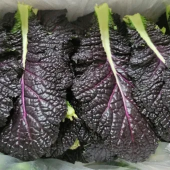 겨자채 재배 발아 빠름 간단한 관리 연속 파종_2