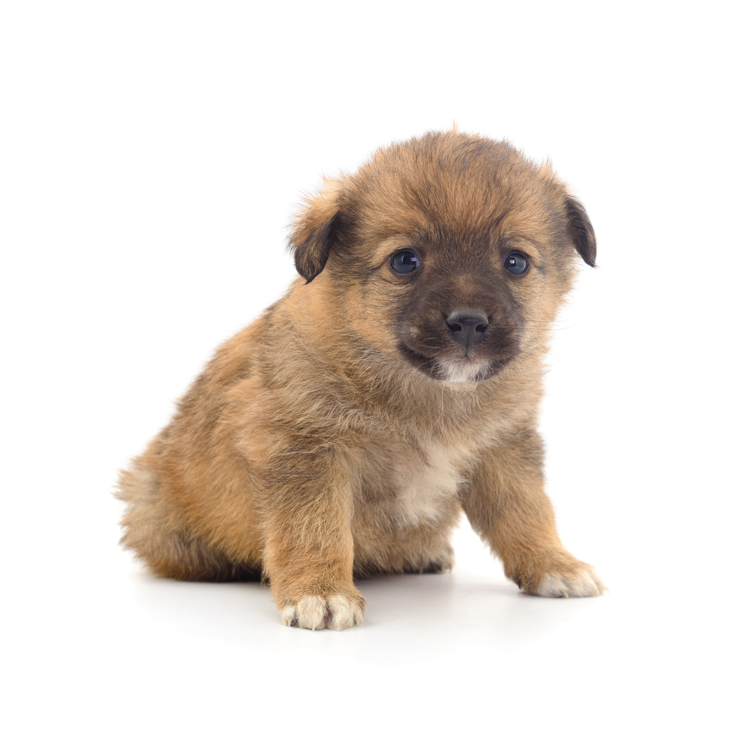 강아지 나이 계산법과 이에 따른 건강 관리법 알아보기