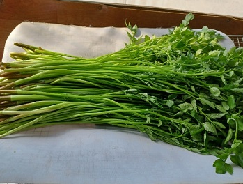 청도한재미나리-6시내고향