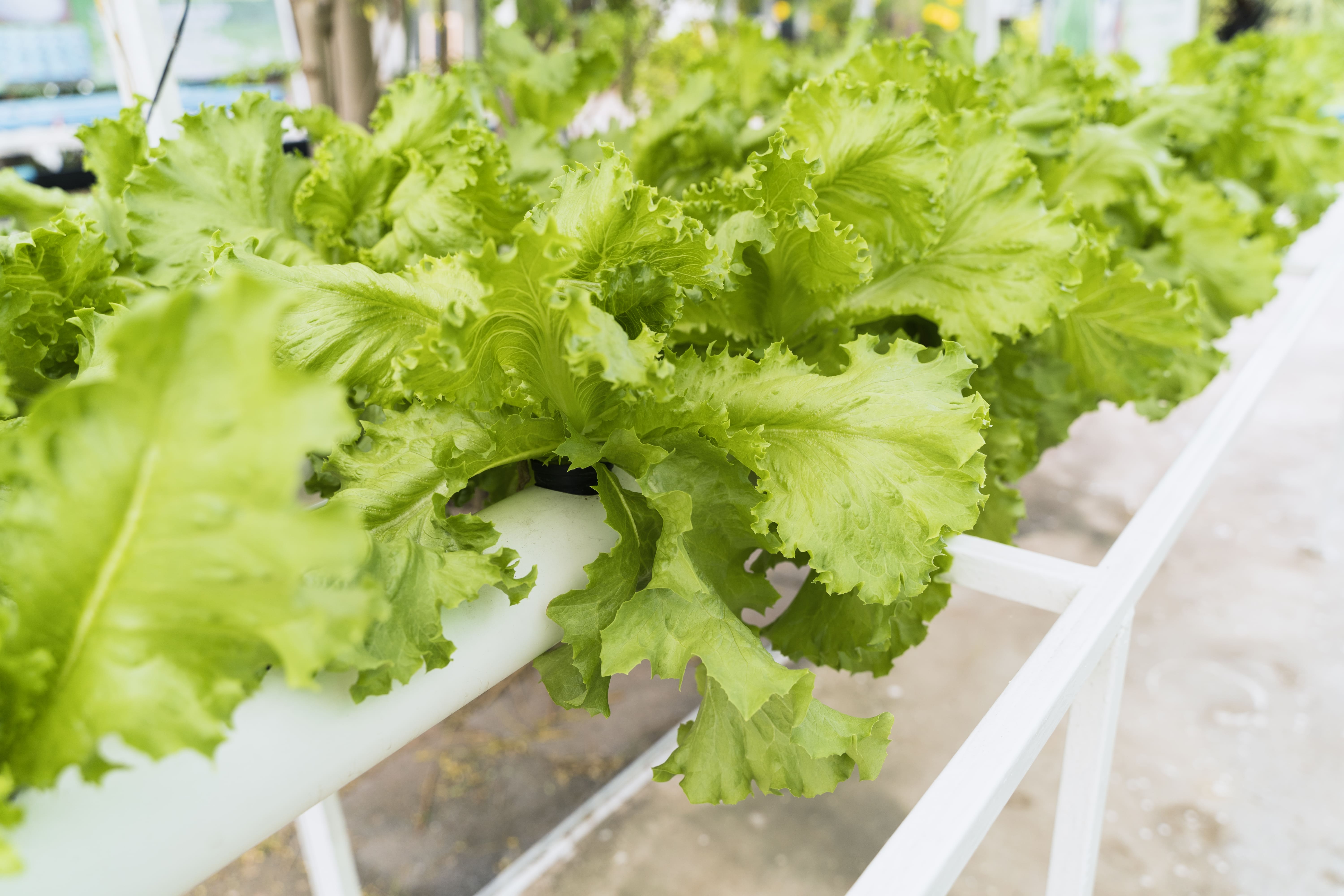 [농업]실내 수경재배의 기초 &ndash; 흙 없이 채소 키우는 방법