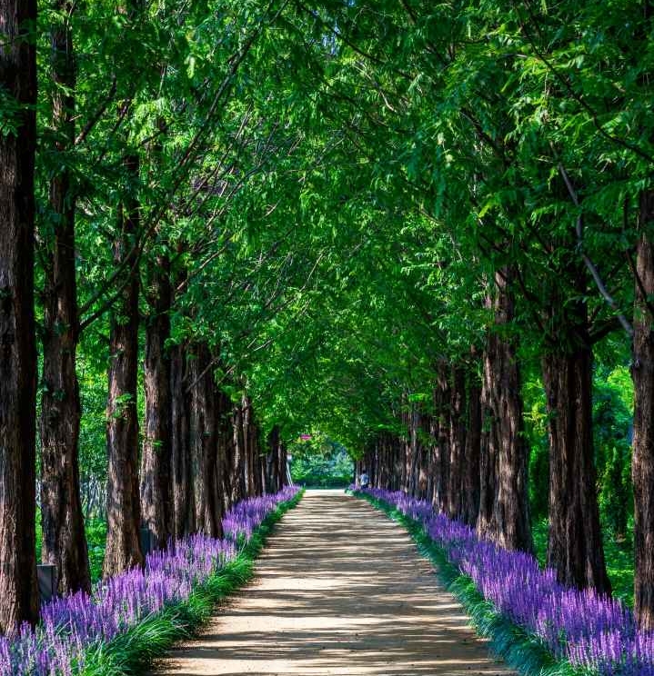 영천 우로지 자연생태공원 맥문동