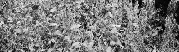 서리태 파종시기: 순 자르기