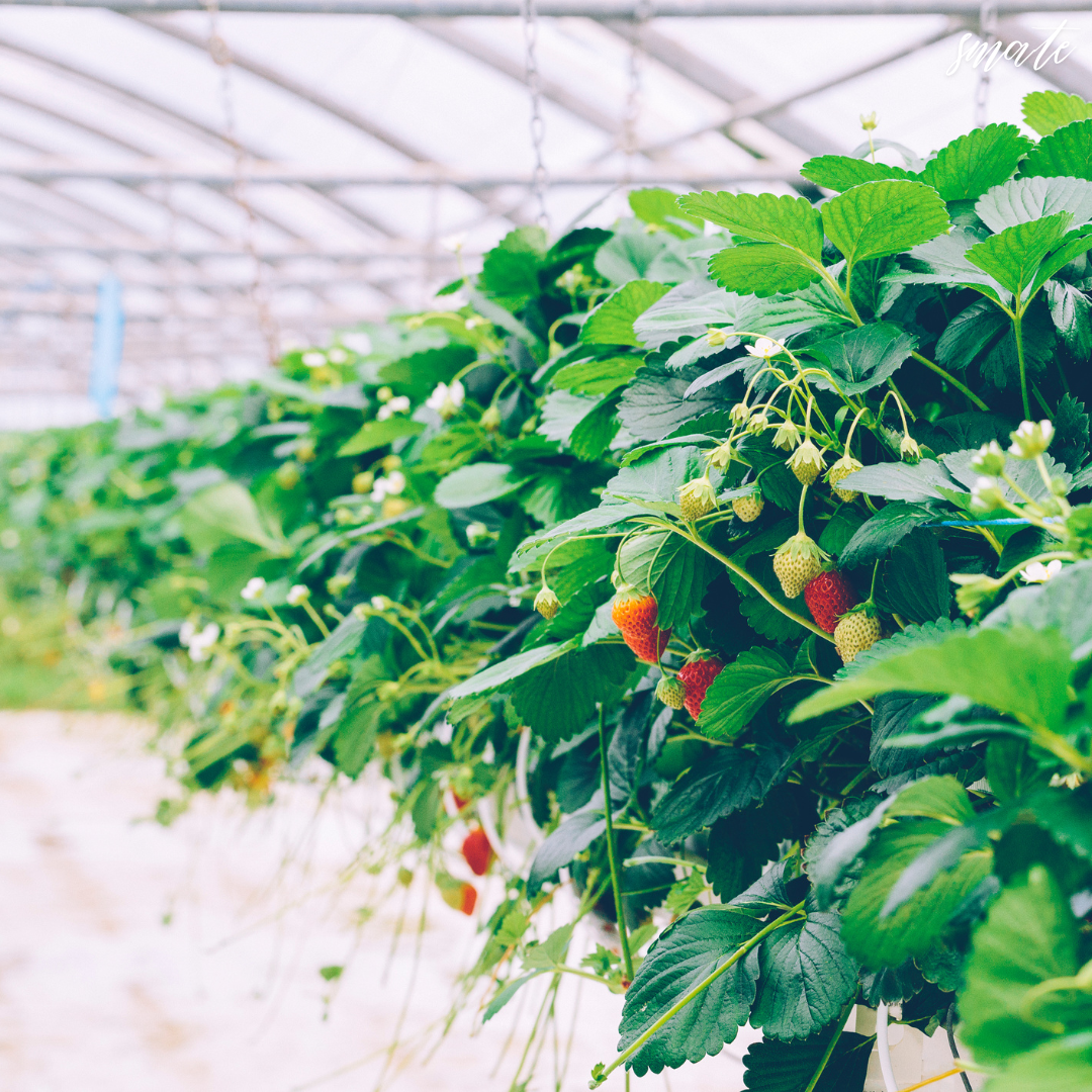 온실에서 자라는 딸기 식물의 클로즈업, 푸른 잎과 익은 딸기