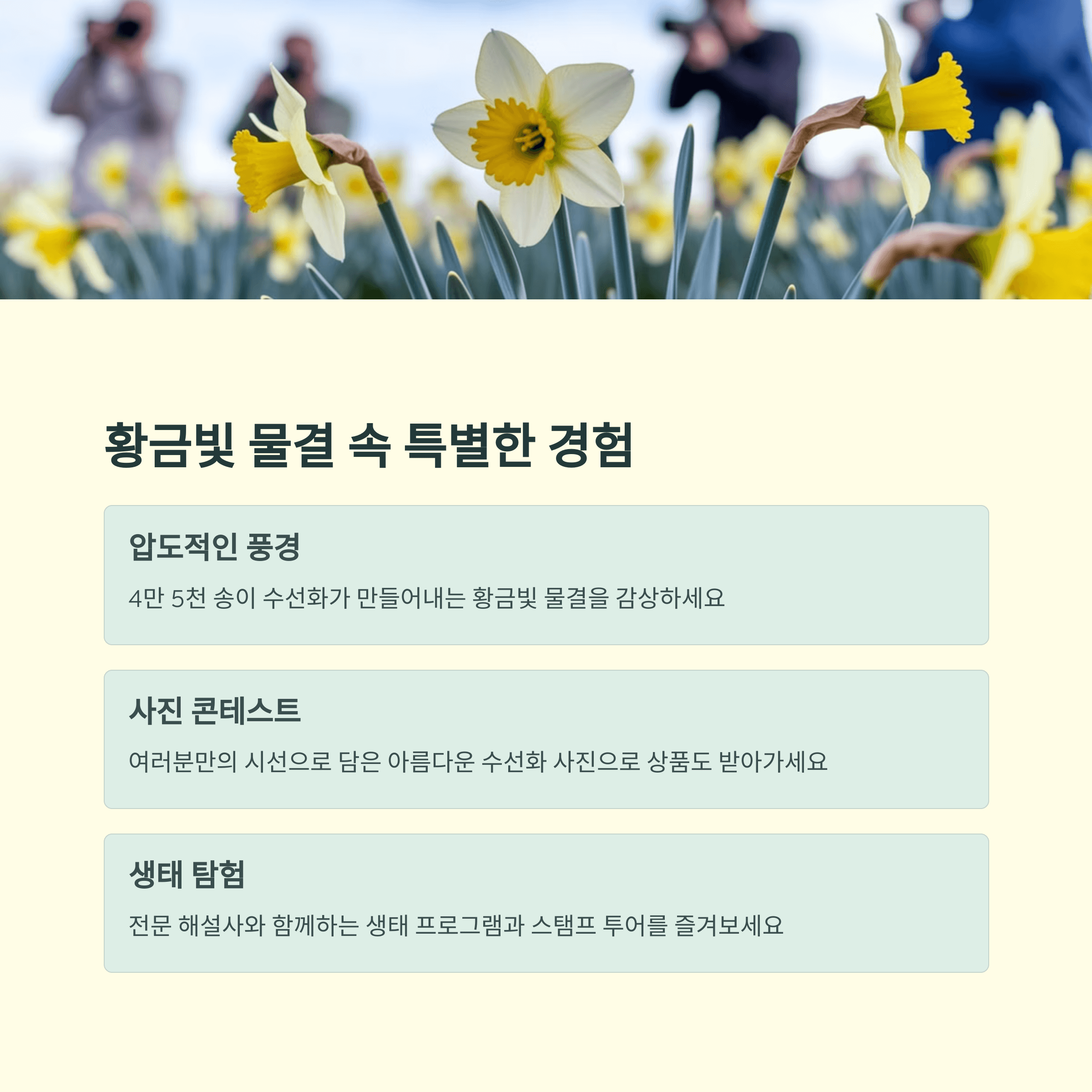2025년 신안 선도 섬 수선화 축제