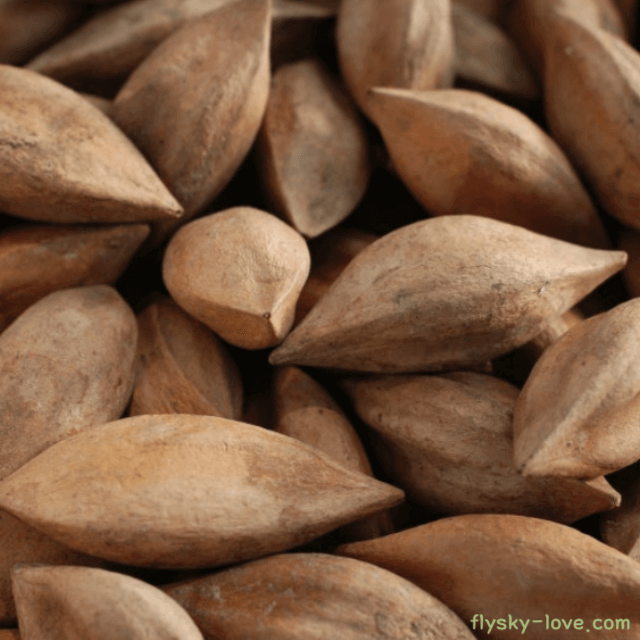 비타민 E가 풍부한 필리너트(Pili nut)