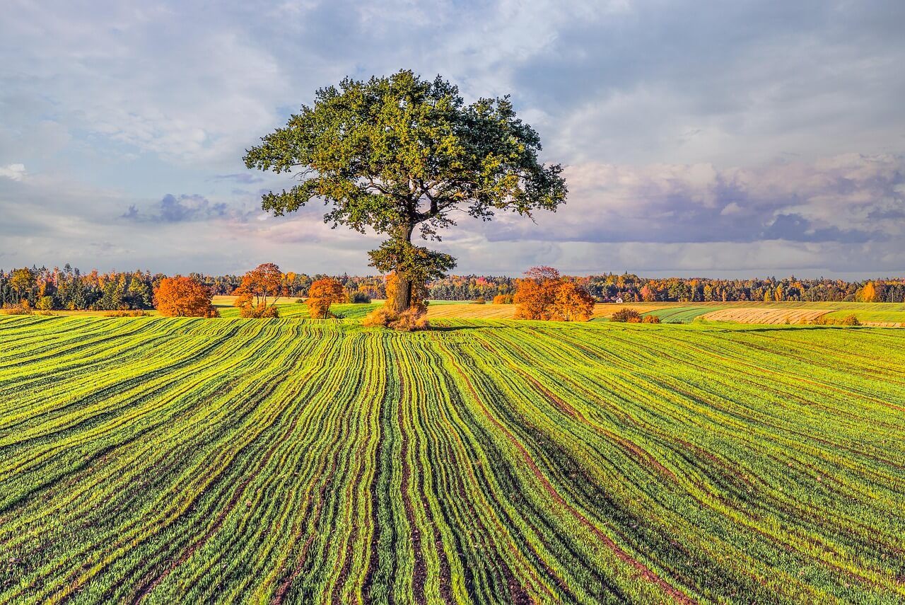 길고양이 치아 건강, 무시하면 안 되는 이유 5가지