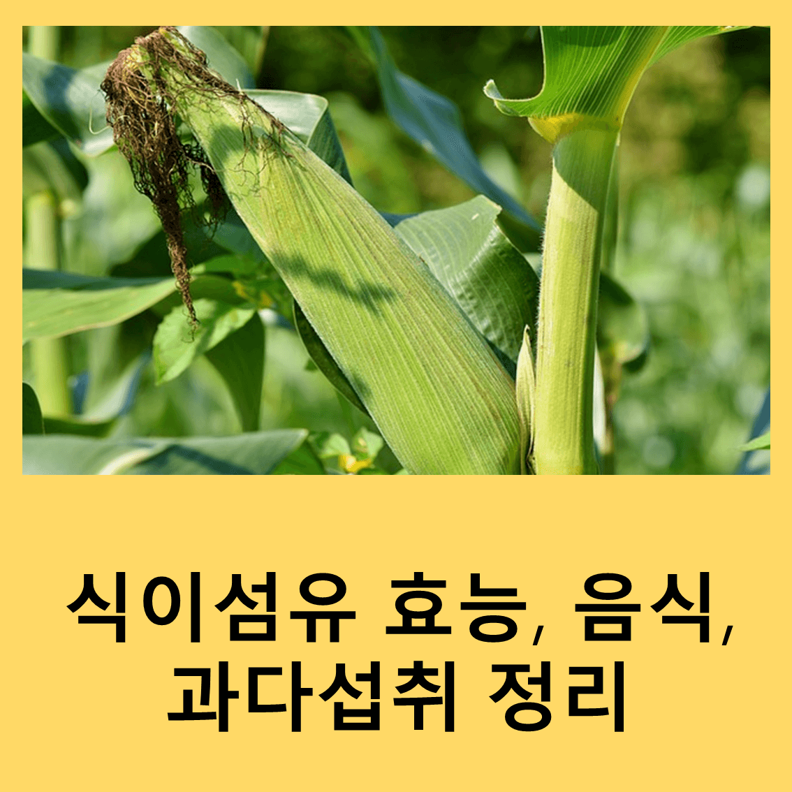 식이섬유