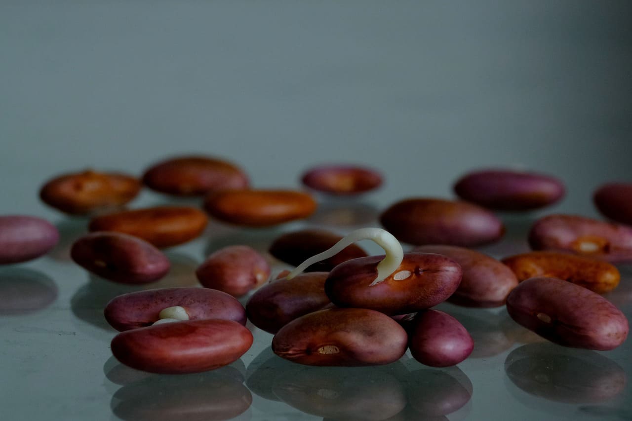 팥 효능 삶는 방법 부작용 총정리