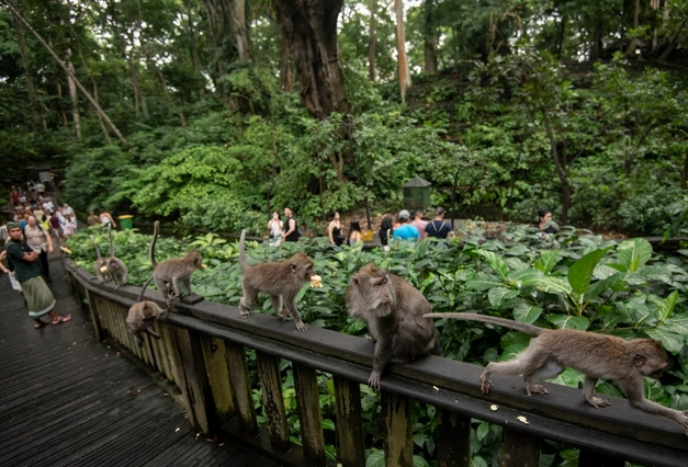 몽키 포레스트